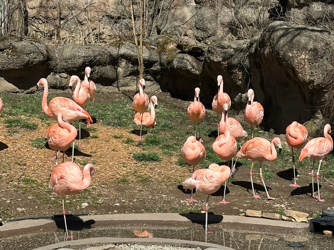 Akron Zoo-阿克伦必去景点