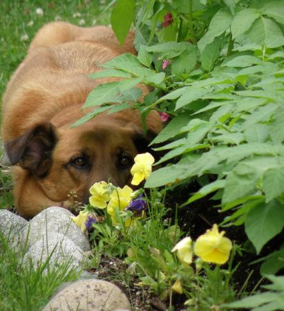 House of Seven Trees主图