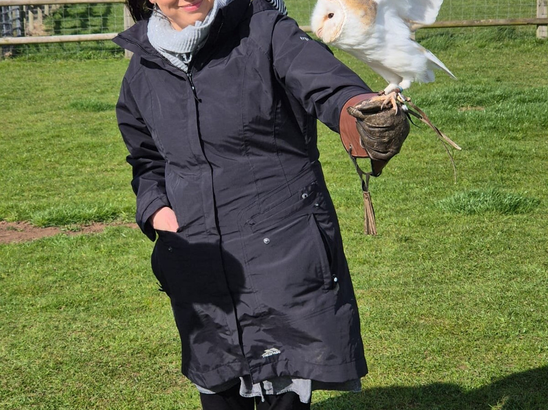 Falconry Experiences-德比必去景点