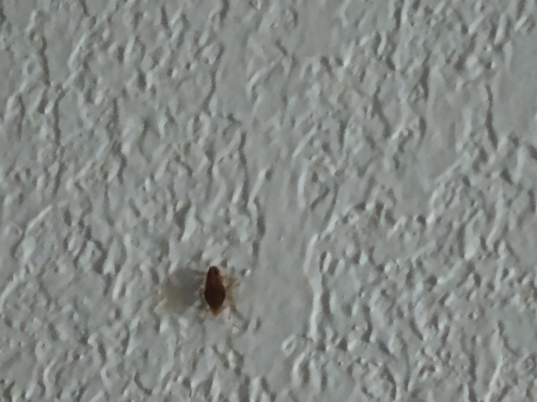 Days Inn By Wyndham Brooksville Dade City主图