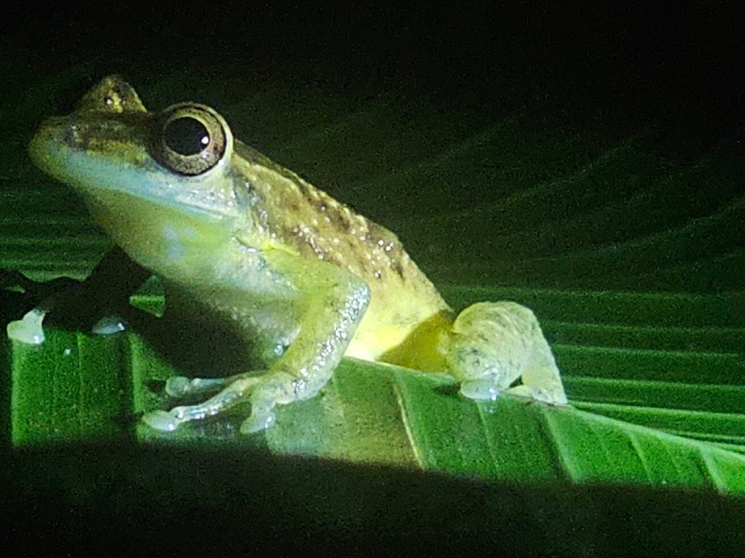 Ranario Monteverde Frog Pond景点图片