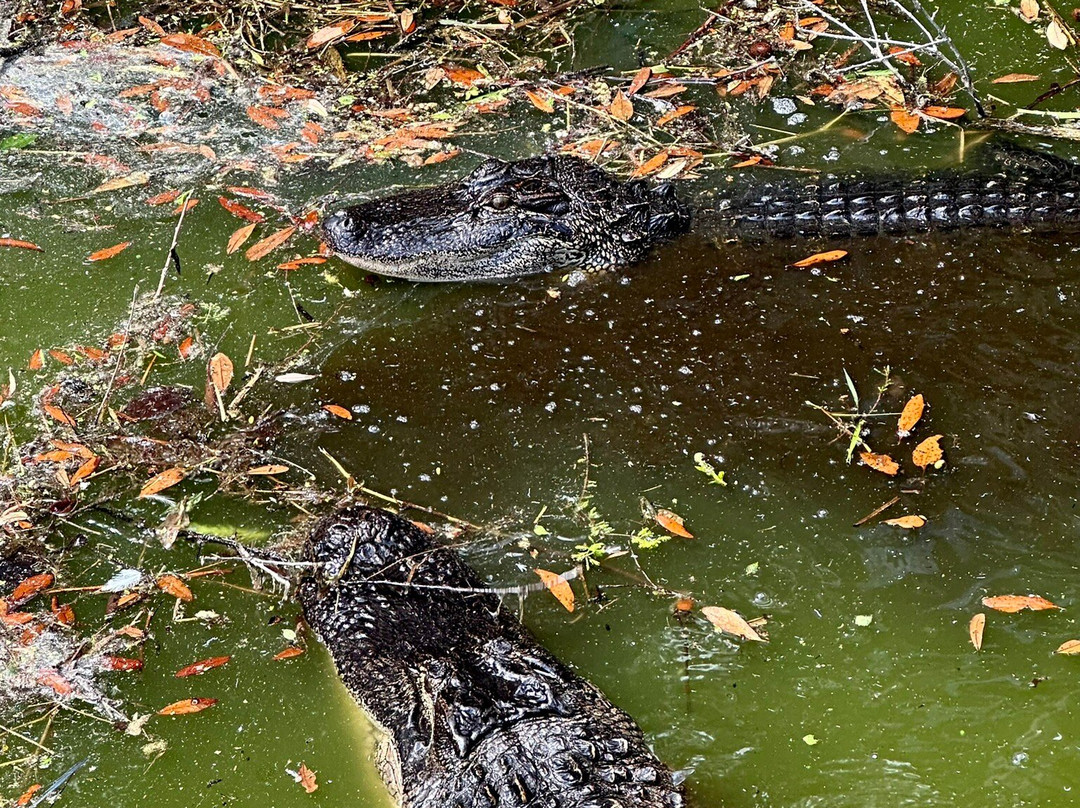 Cypress Wetlands-Port Royal必去景点