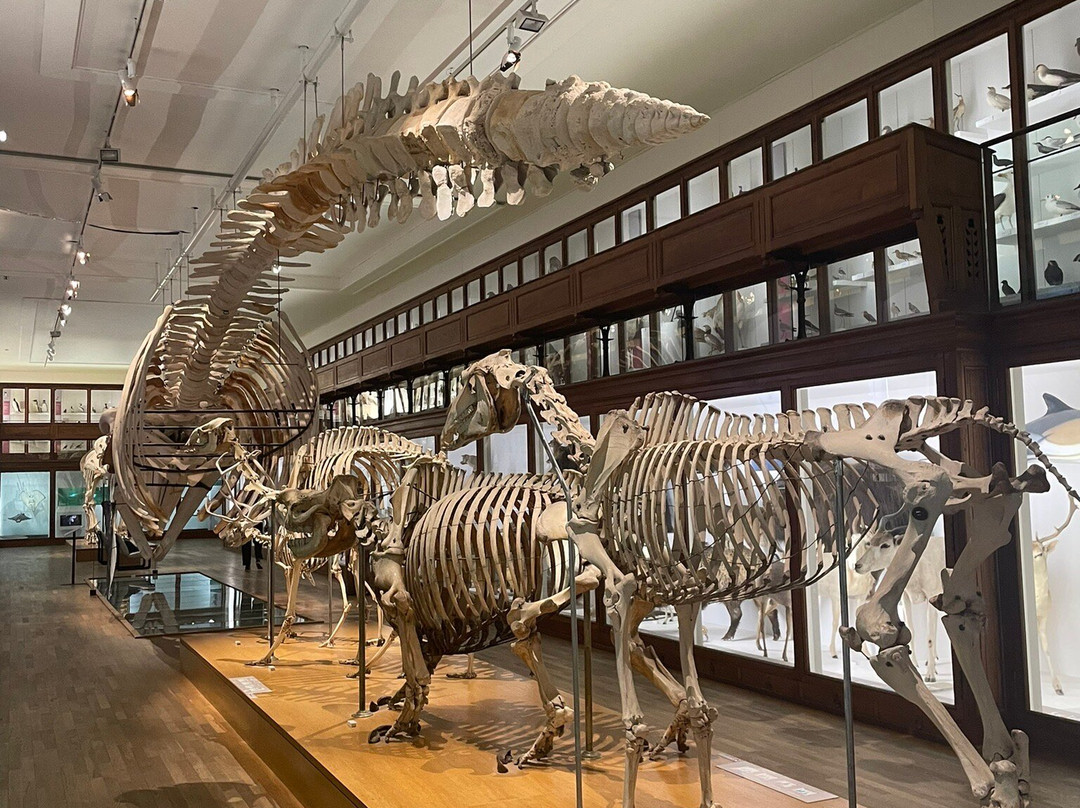 Muséum de Nantes-南特必去景点