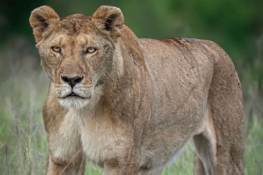 Izubasafaris-吉佳利必去景点