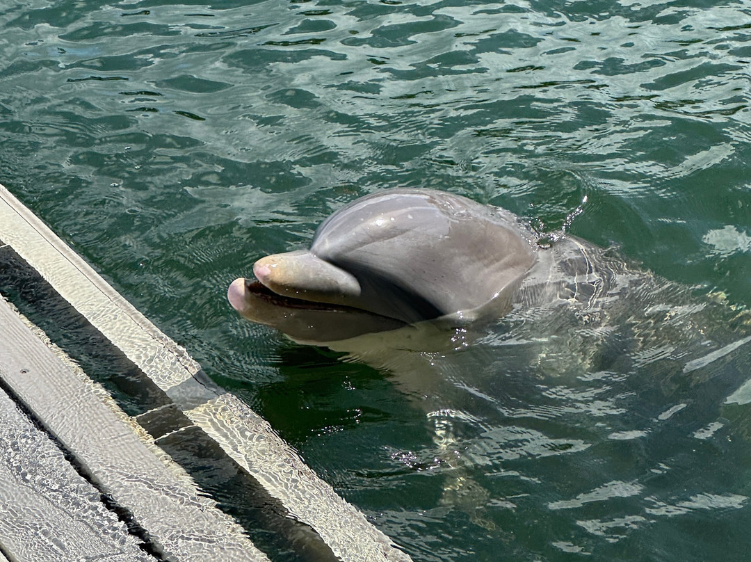 Island Dolphin Care-拉哥岛必去景点
