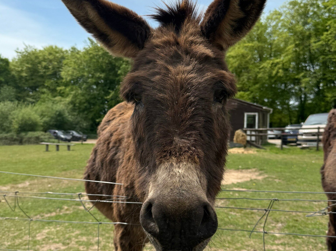 Tamar Valley Donkey Park-Gunnislake必去景点