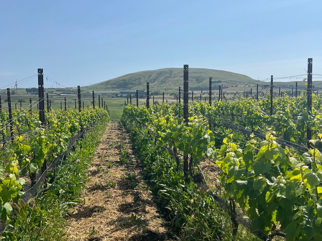 Ram's Gate Winery景点图片