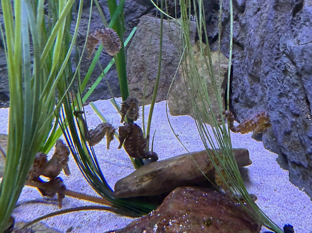 Hastings Aquarium-海斯廷斯必去景点