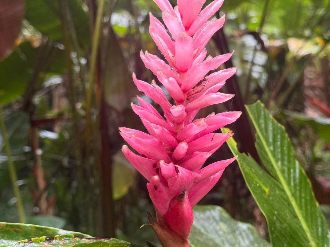 Finca Verde Lodge Tours-Bijagua de Upala必去景点