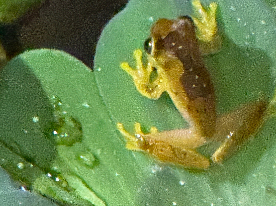 Finca Verde Lodge Tours-Bijagua de Upala必去景点