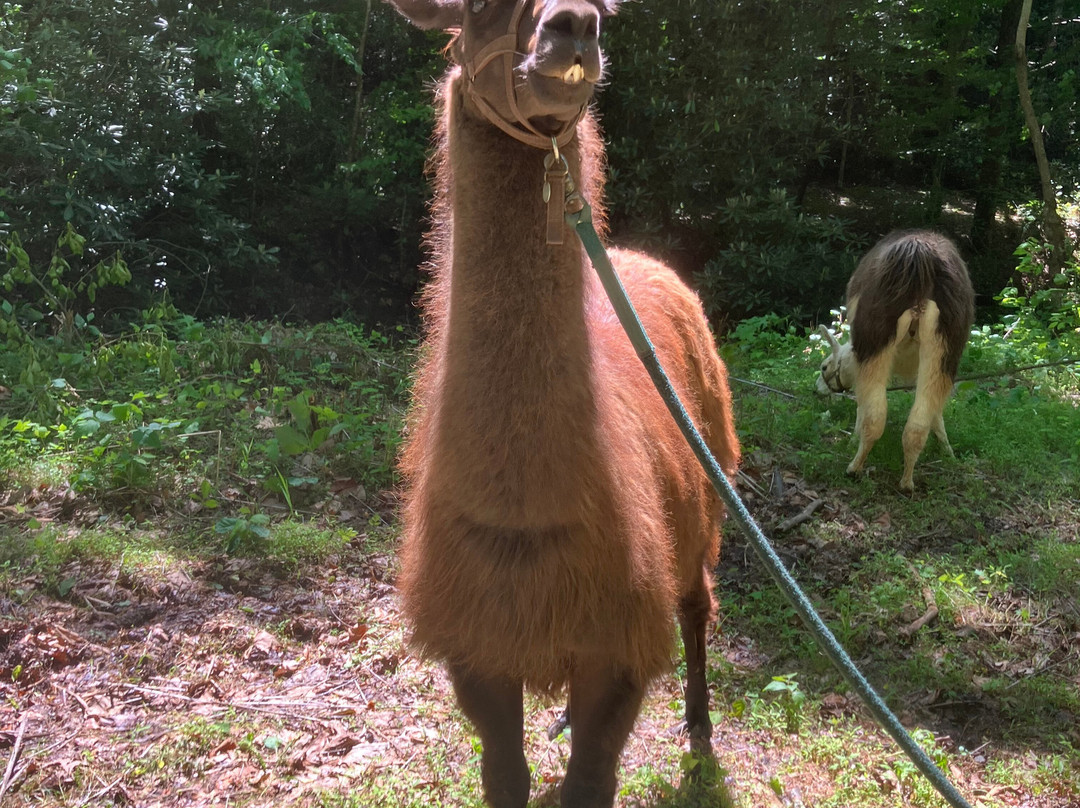 Llamas Of Hot Springs-Hot Springs必去景点