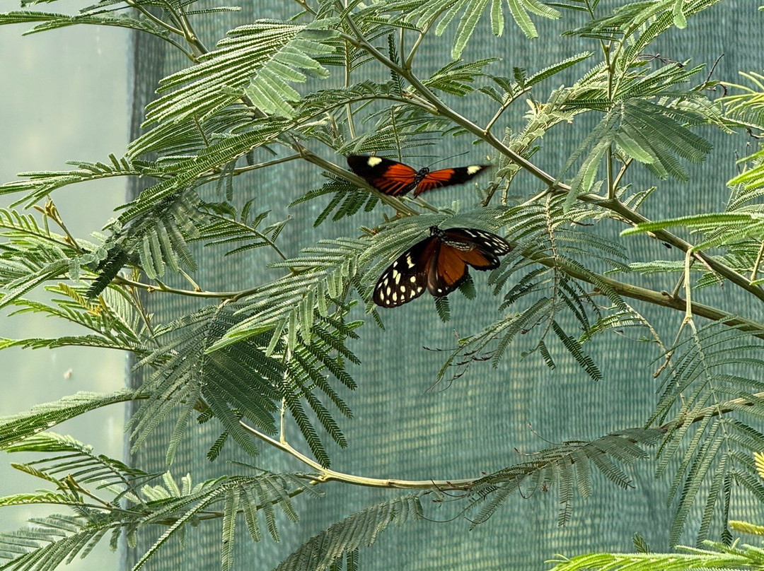 Guys Butterfly House