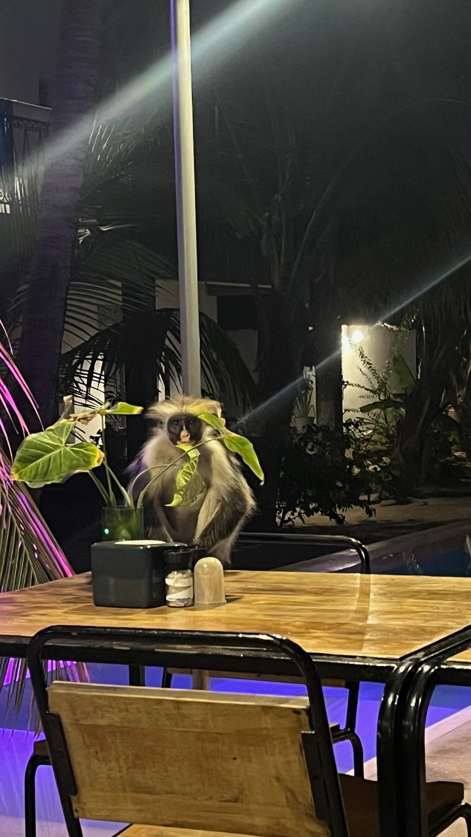 Casa Beach Hotel-餐饮