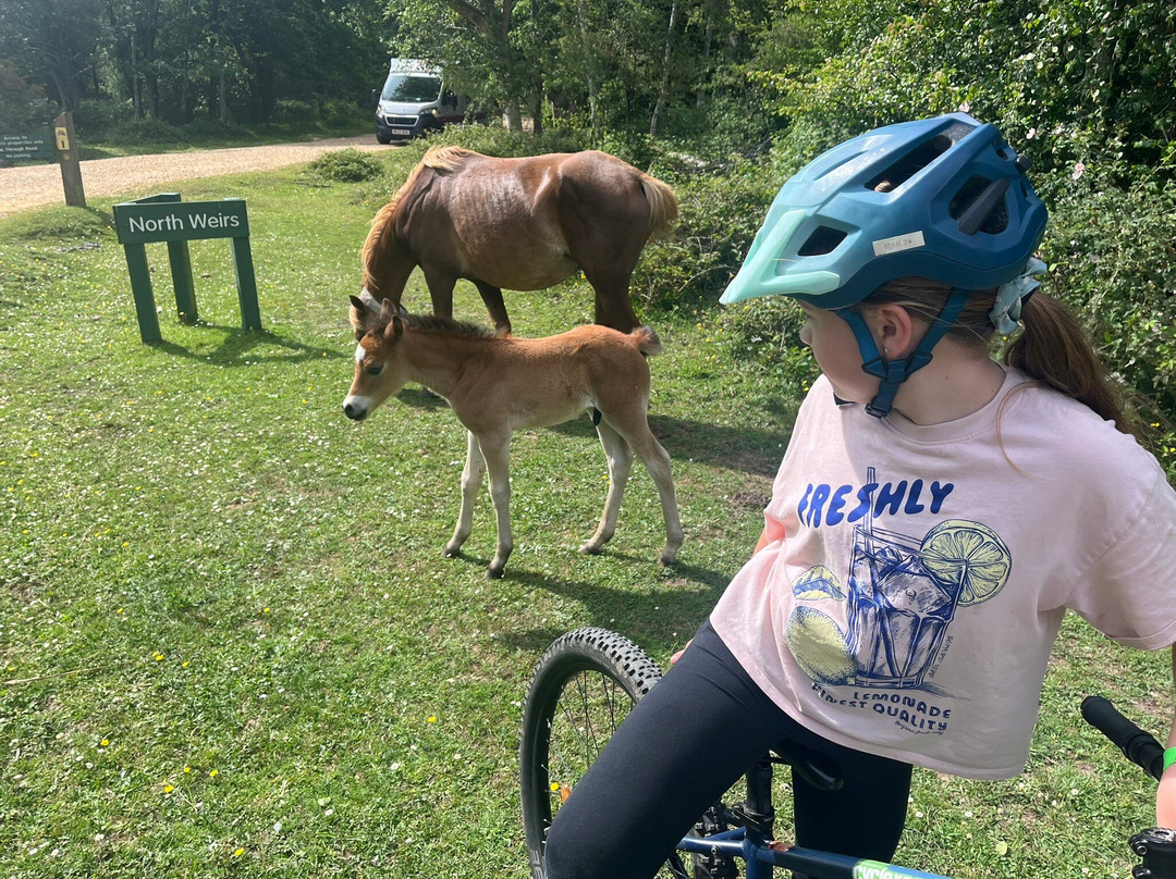 Cyclexperience (new Forest)景点图片
