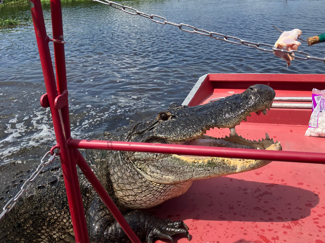 New Orleans Airboat Tours景点图片