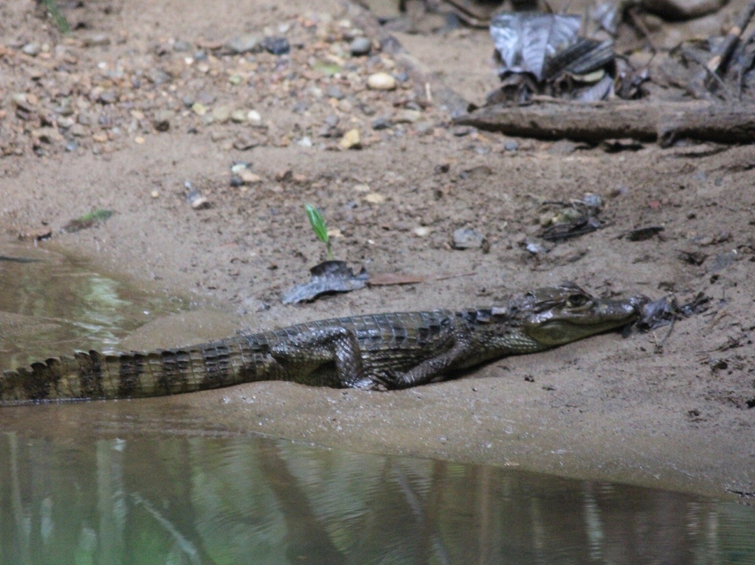 Birding Pipeline Panama-甘博阿必去景点