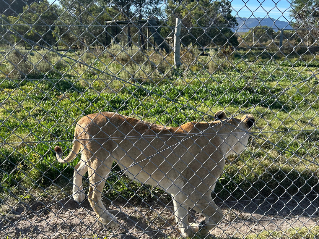 Panthera Africa - Big Cat Sanctuary-斯坦福必去景点