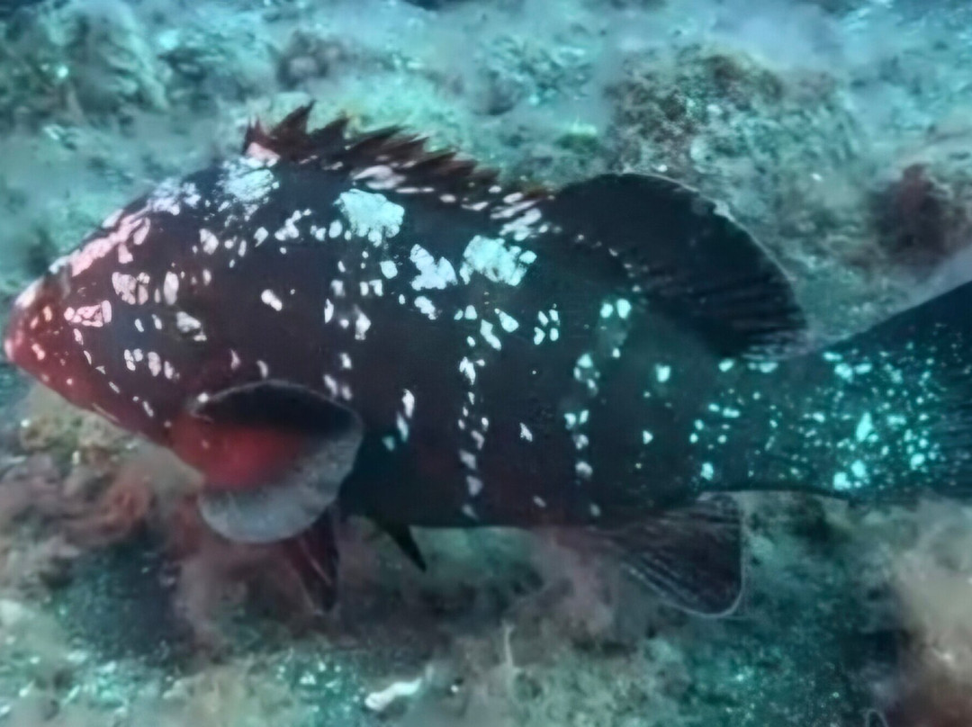 Centro de Buceo El Hierro景点图片