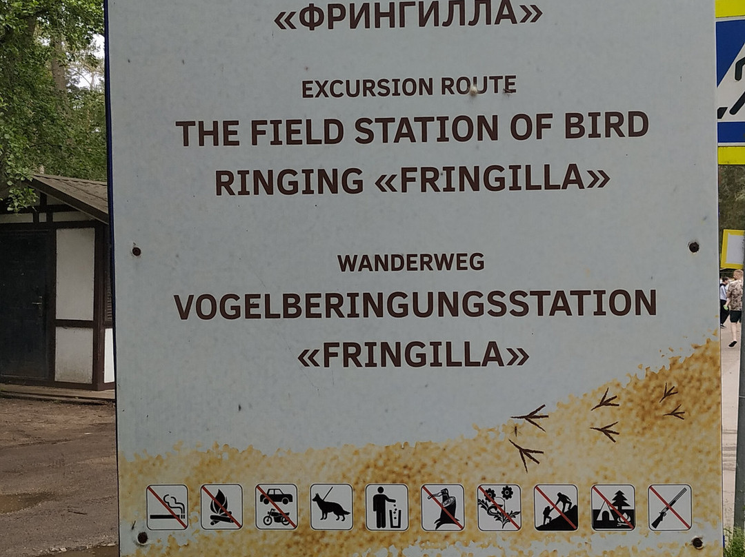 Fringilla-泽列诺格拉茨克必去景点