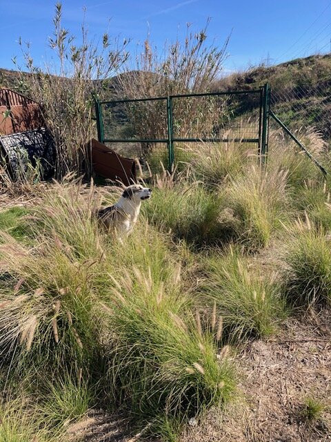 Triple A Marbella Animal Shelter-马贝拉必去景点