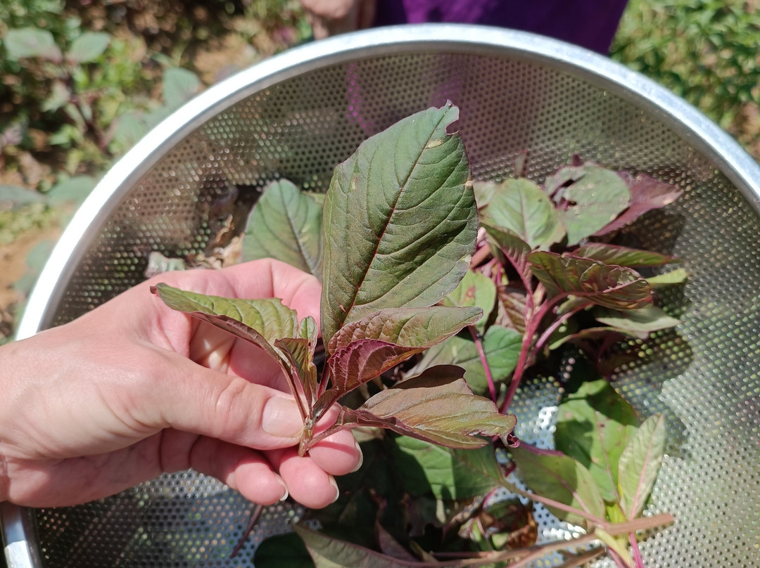 Hue Inn Side Out Cooking Class-顺化必去景点