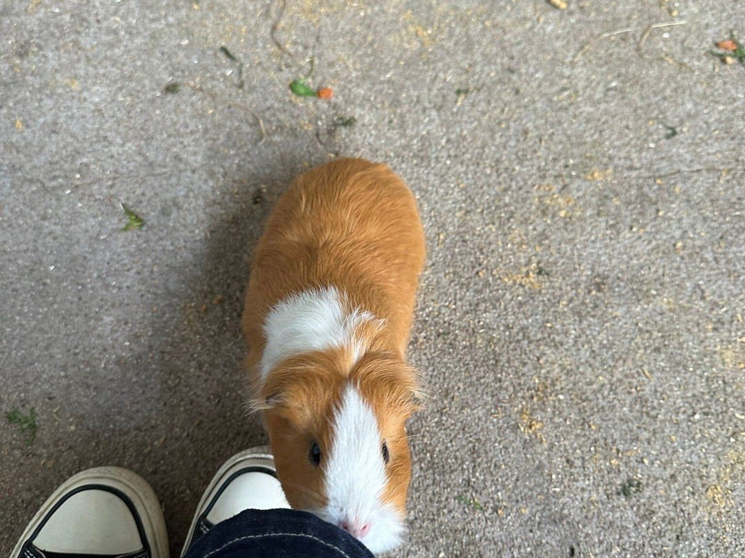 Scoops Farm-玛格丽特河必去景点