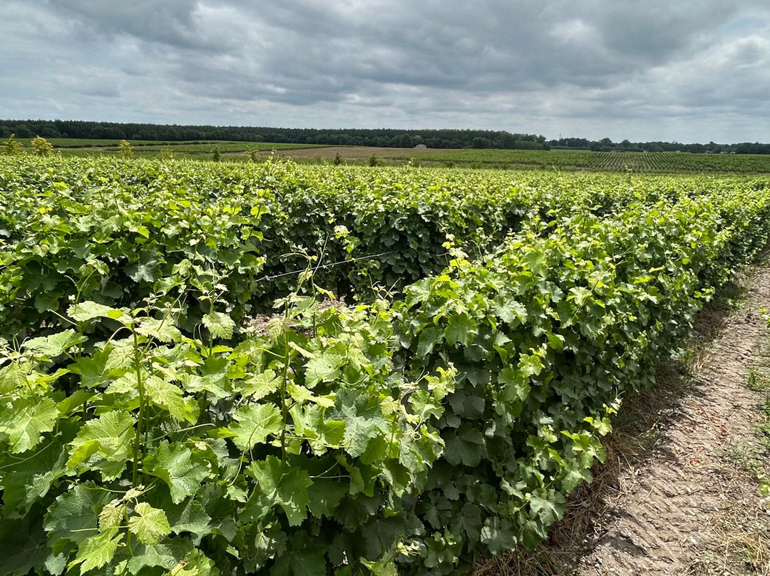 Chateau Guiraud-Sauternes必去景点