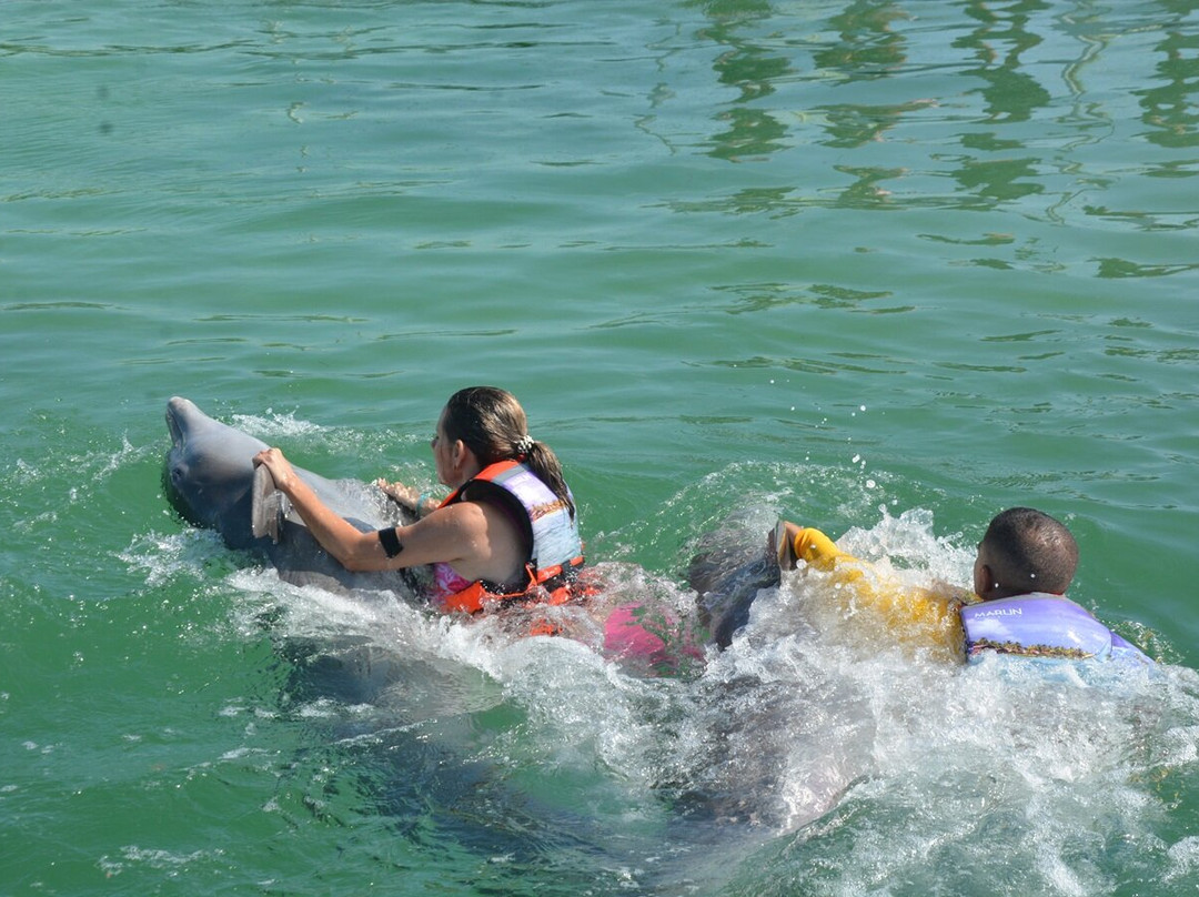 Delfinario De Cayo Guillermo-Cayo Guillermo必去景点