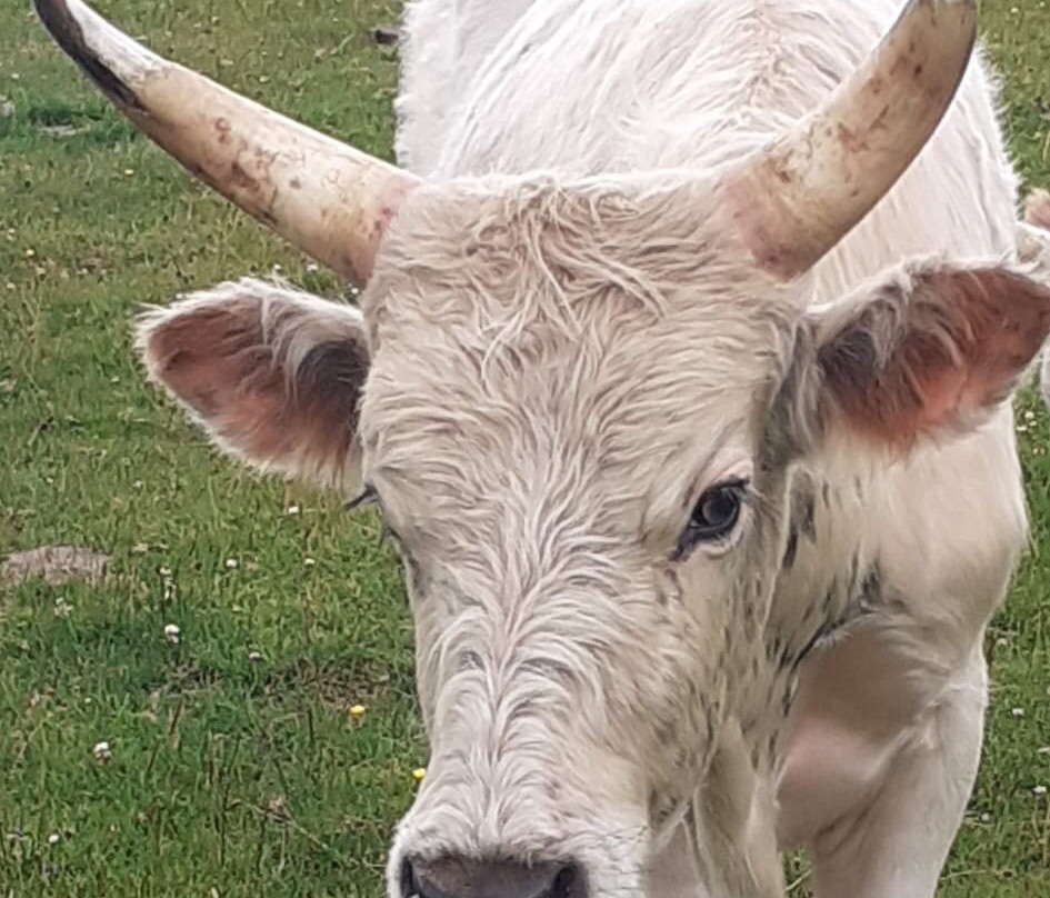 Chillingham Wild Cattle-阿尼克必去景点