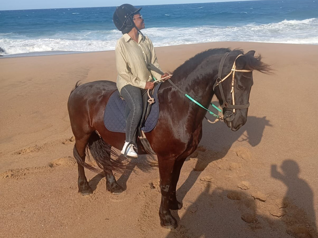 Gary's Horses-德班必去景点