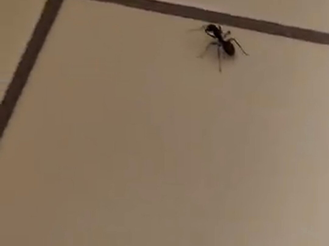 Monte Carlo Inn - Oakville Suites主图