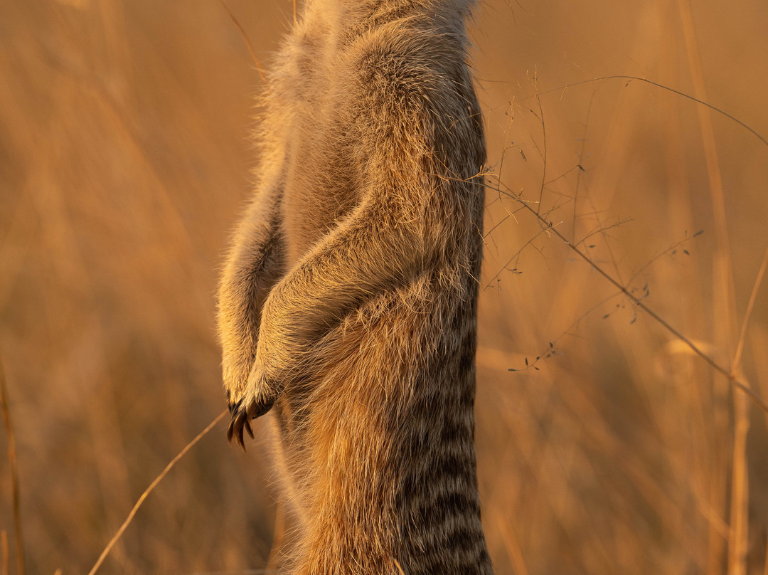 Real Africa Safaris Chobe-卡萨尼必去景点