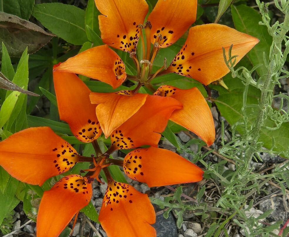 Black Creek Provincial Park-Stokes Bay必去景点