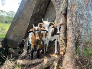 Ohana Ranch-山景城必去景点