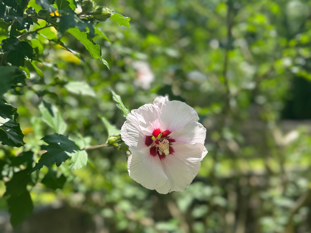 Uhuburg-海伦必去景点