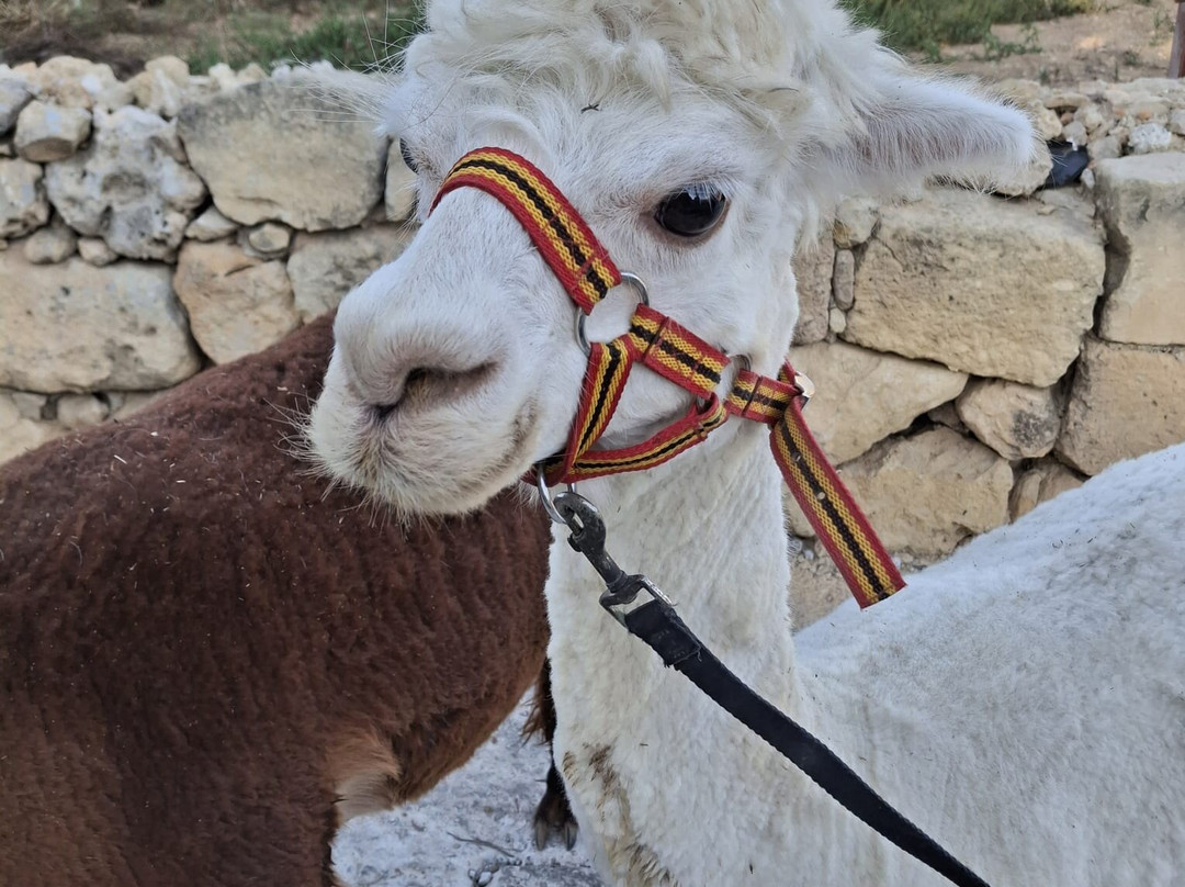 Gozo Alpaca Walks-Xewkija必去景点