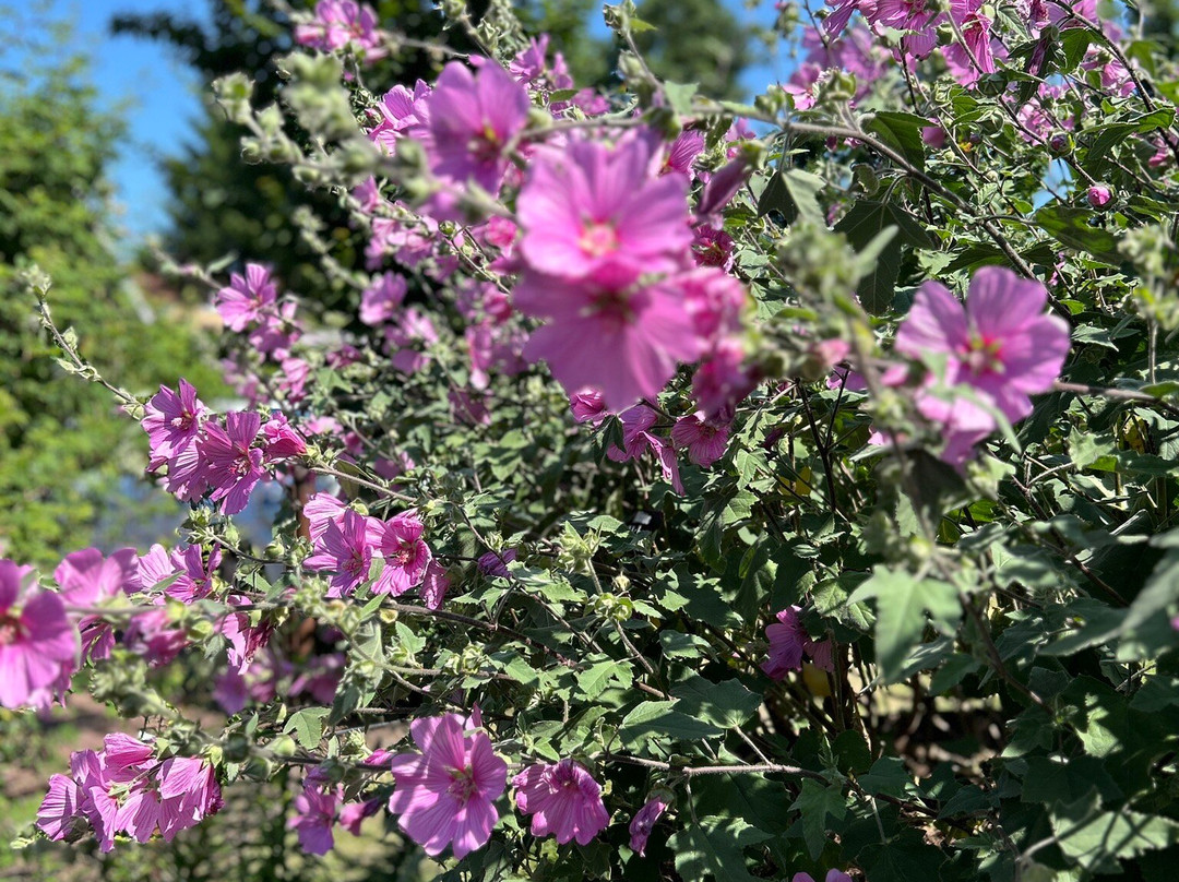 Rosenlunds Rosarium-延雪平必去景点