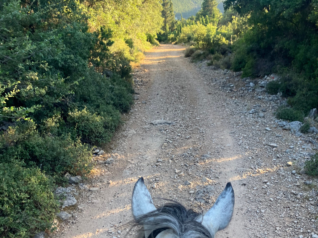 Kefalonia's Horse Riding Stable-萨米必去景点