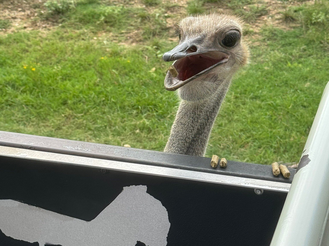 Fossil Rim Wildlife Center-Glen Rose必去景点