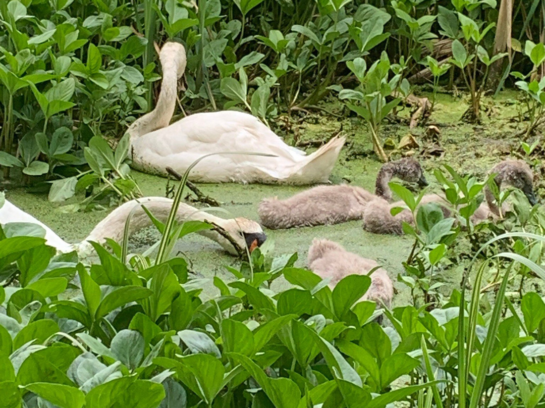 Bennetts Water Gardens-Chickerell必去景点
