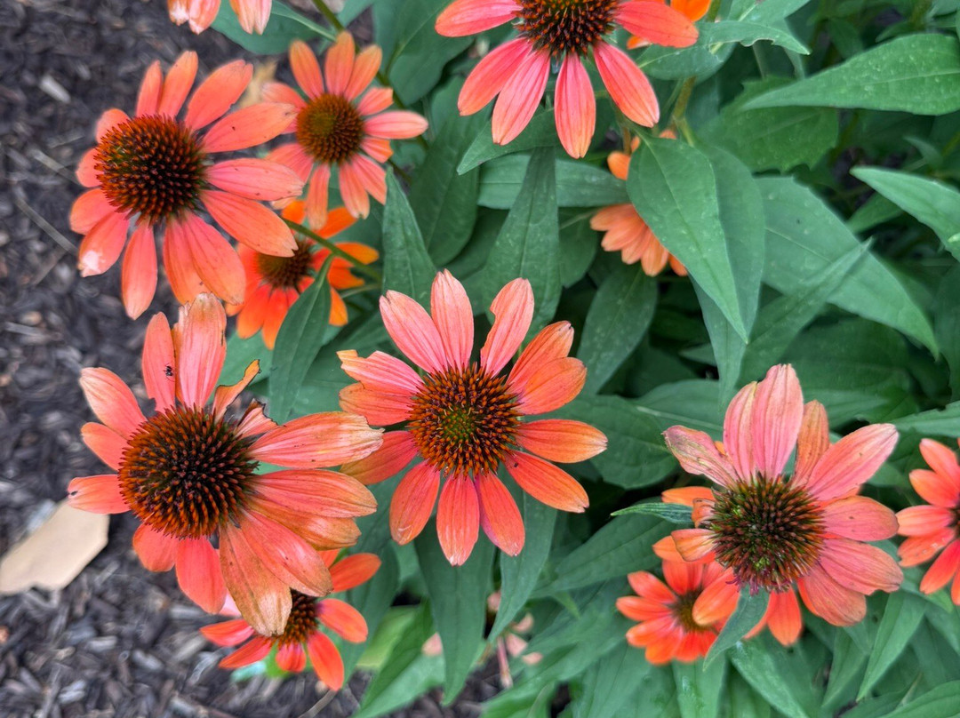 Hawksbill Greenway-卢雷必去景点