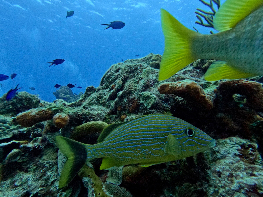 Dive With M.E. Cozumel-San Miguel de Cozumel必去景点