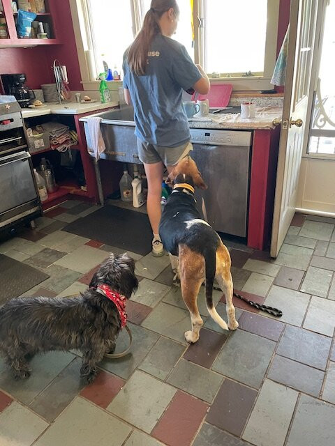 The Paw House Inn主图