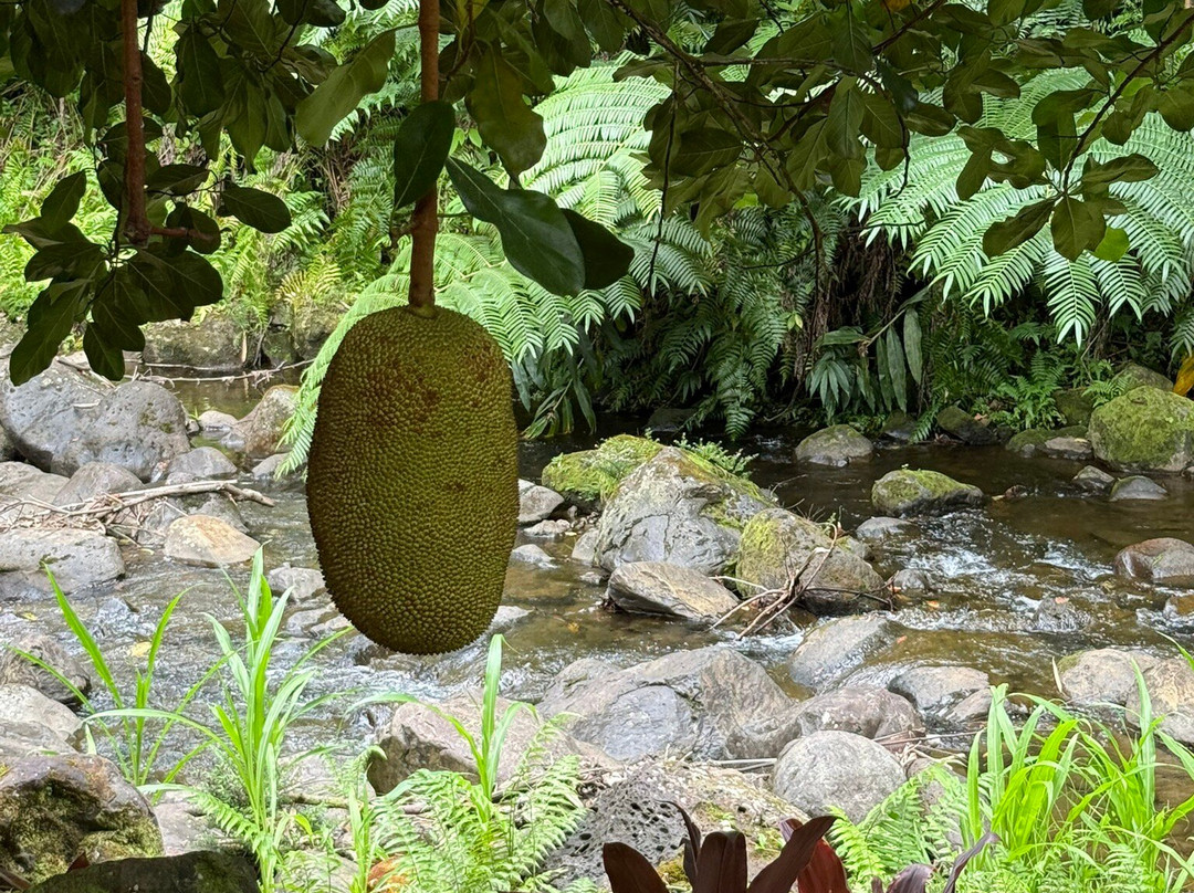Hamakua Chocolate Farm-帕派科欧必去景点