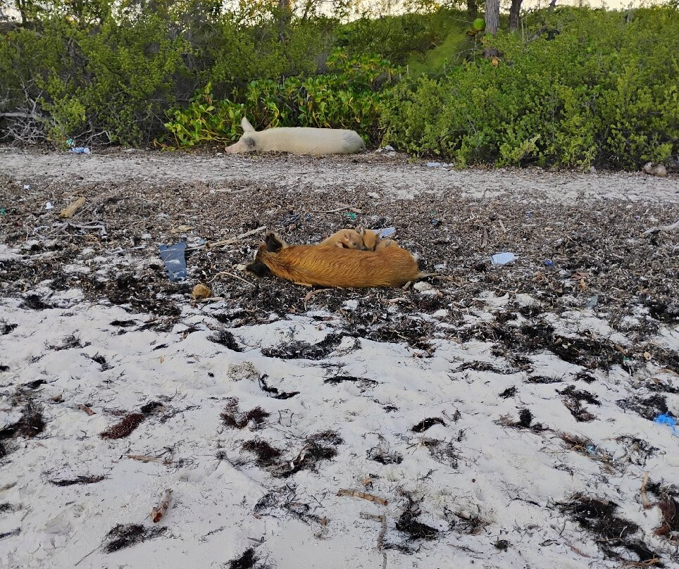 Pig Beach-大埃克苏马必去景点