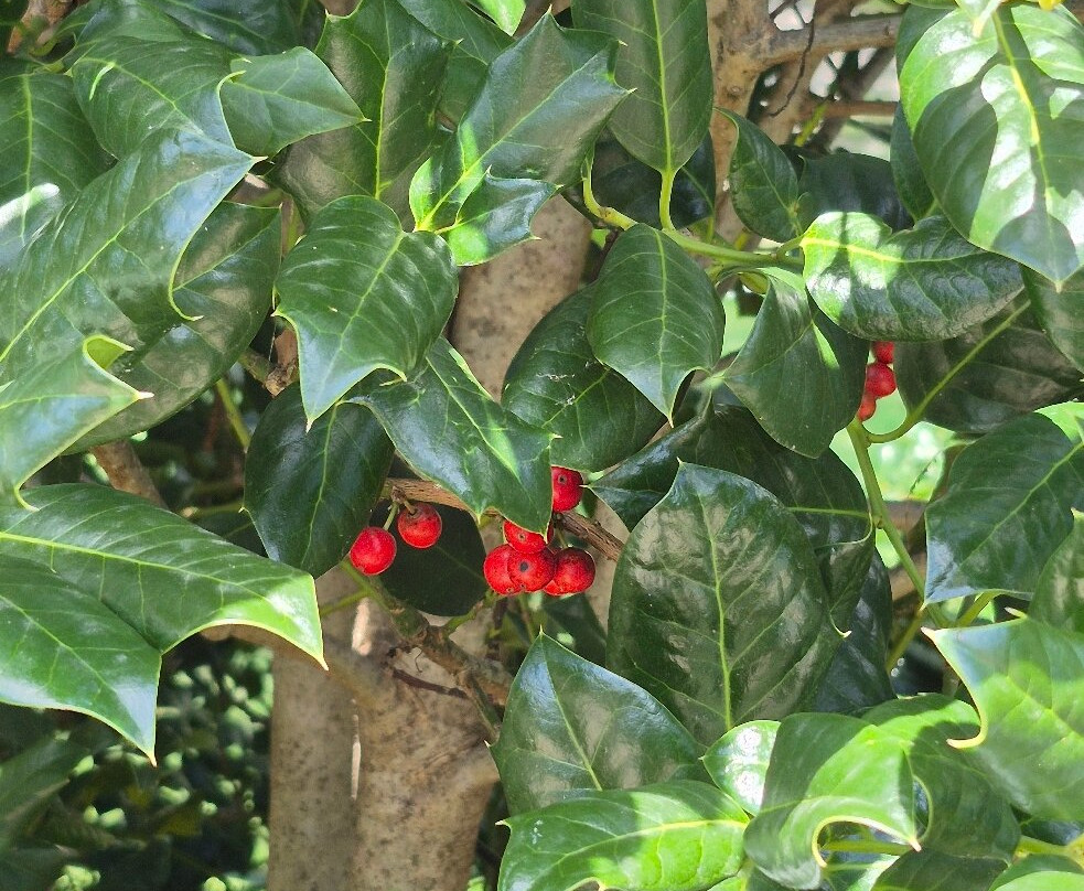 Downtown Cary Park-卡瑞必去景点