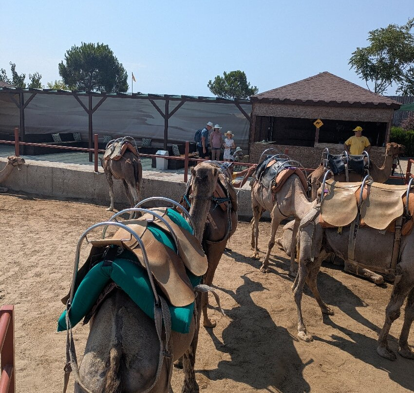 Camel Park Sunny Beach-拉夫达必去景点
