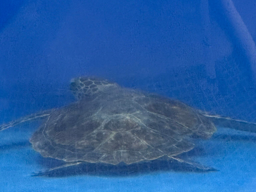 The Karen Beasley Sea Turtle Rescue and Rehabilitation Center-Surf City必去景点