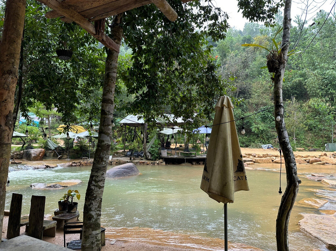 Cat Farm-保禄县必去景点