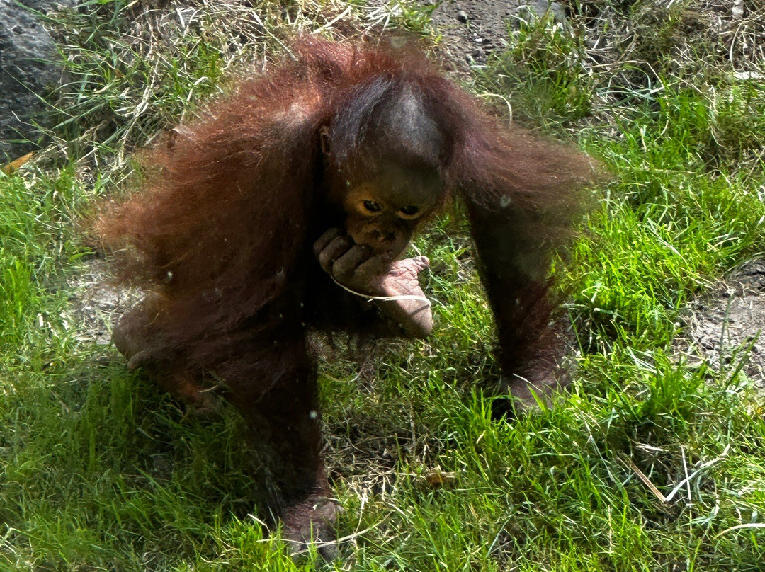 Allwetterzoo Munster-明斯特必去景点